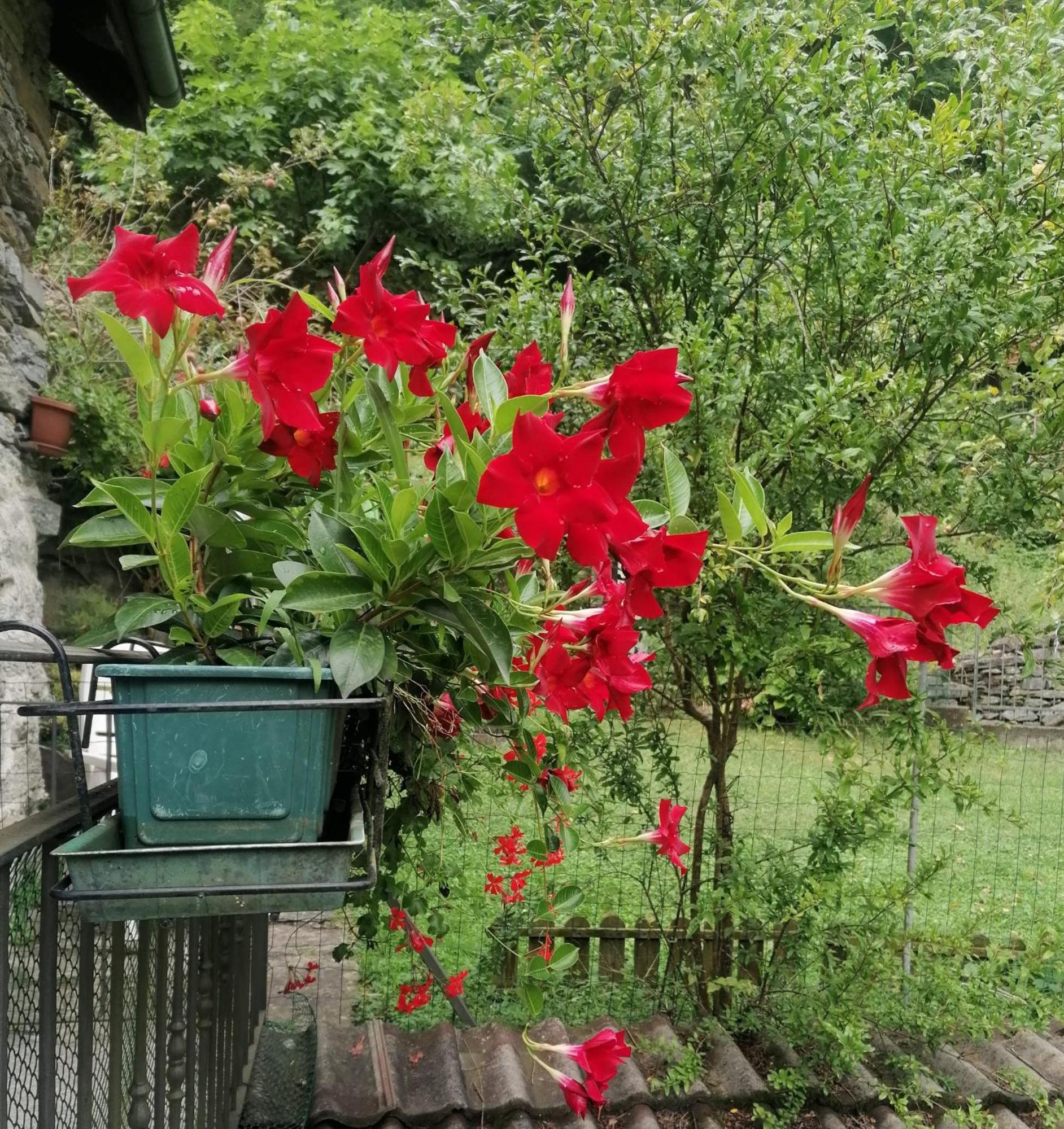 Casa Prucci Villa Battigio Buitenkant foto